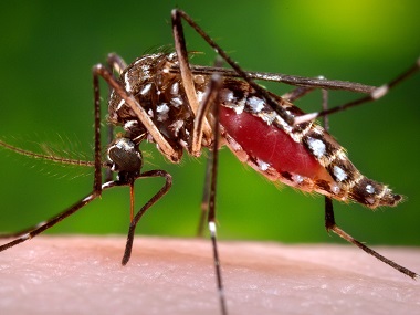Aedes aegypti mosquito