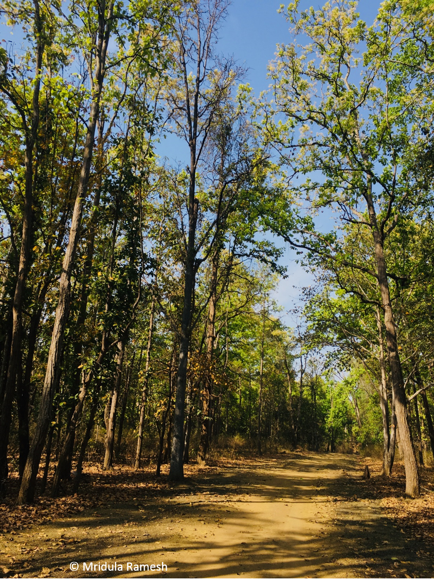 Forests and Climate – a love affair for the ages – Climaction